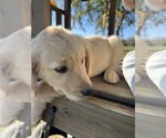 Small #6 Golden Retriever