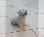 Puppy Puppy 1 Shih Tzu