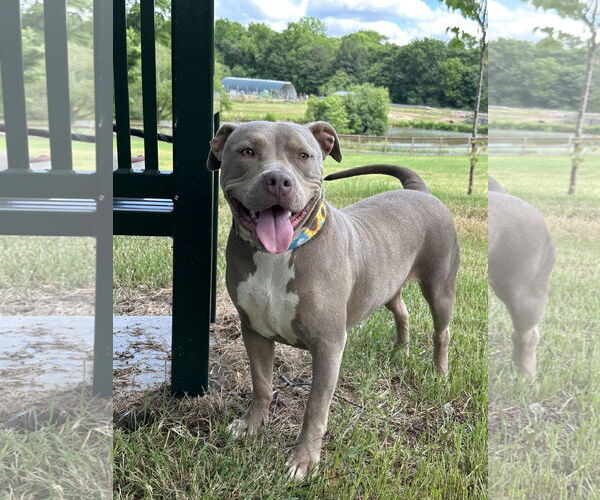 Medium Photo #7 American Staffordshire Terrier-Unknown Mix Puppy For Sale in Arlington, VA, USA