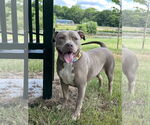 Small #6 American Staffordshire Terrier Mix