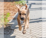 Small #3 Mutt