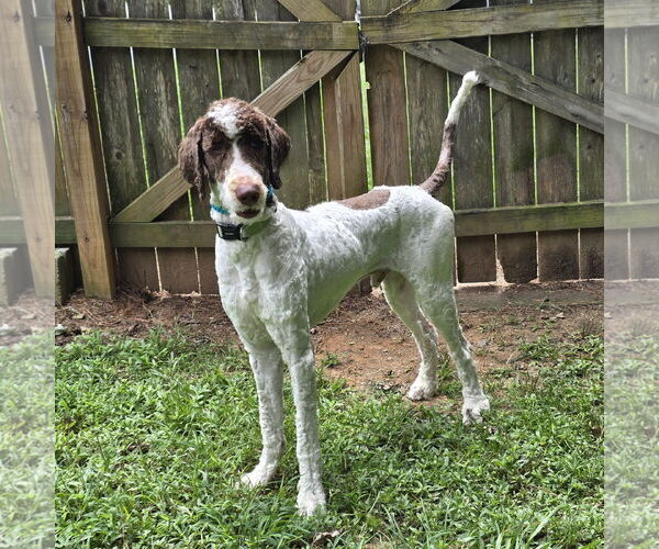 Medium Photo #3 Bernedoodle Puppy For Sale in Social Circle, GA, USA