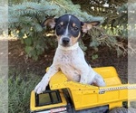 Small #1 Rat Terrier