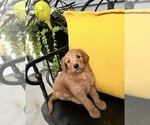 Small Photo #3 Goldendoodle Puppy For Sale in LOUISBURG, NC, USA