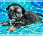 Small Photo #6 ShihPoo Puppy For Sale in SILEX, MO, USA
