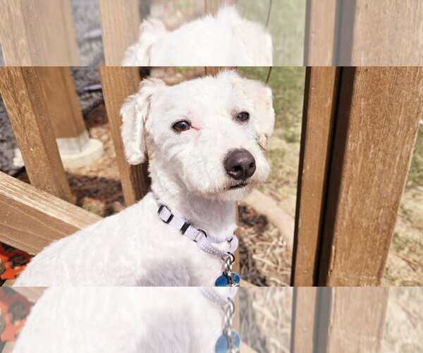 Medium Photo #6 Bichon Frise Puppy For Sale in St. Louis Park, MN, USA