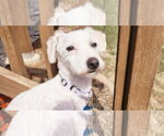 Small #5 Bichon Frise