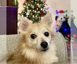 Small #12 Pomeranian Mix