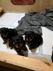 Rottweiler Puppy for sale in LIVONIA, NY, USA