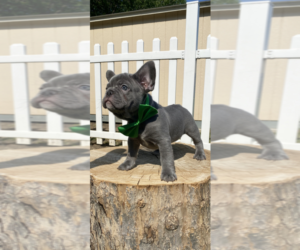 Medium Photo #6 French Bulldog Puppy For Sale in WATAUGA, TX, USA