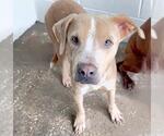 Small #1 Labrador Retriever Mix