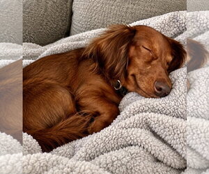 Isle - Male Dachshund Dog for Adoption - Photo #4