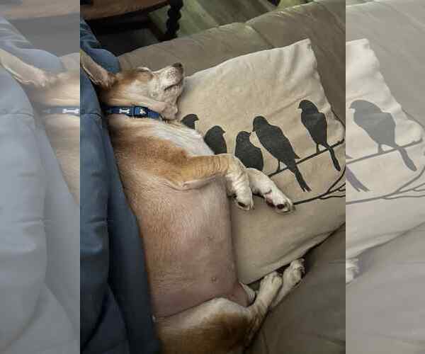 Medium Photo #5 Cheagle Puppy For Sale in Middlesex, VT, USA