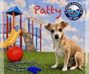 Chihuahua-Unknown Mix Dogs for adoption in Arcadia, FL, USA