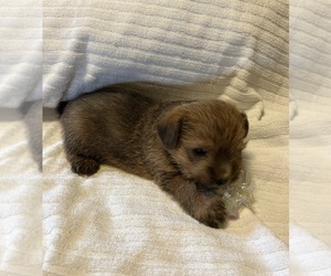Norfolk Terrier Puppy for sale in BISMARCK, ND, USA