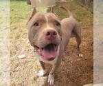 Small #5 American Pit Bull Terrier Mix