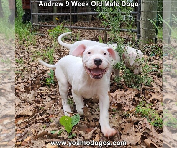 Medium Photo #96 Dogo Argentino Puppy For Sale in JANE, MO, USA