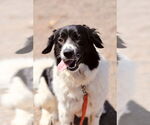 Small #5 Border Collie-Great Pyrenees Mix