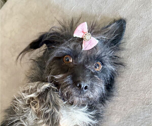 Medium Photo #2 Poodle (Toy)-Unknown Mix Puppy For Sale in Littleton, CO, USA