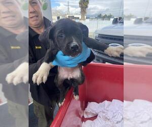 Border Collie Dogs for adoption in Bakersfield, CA, USA