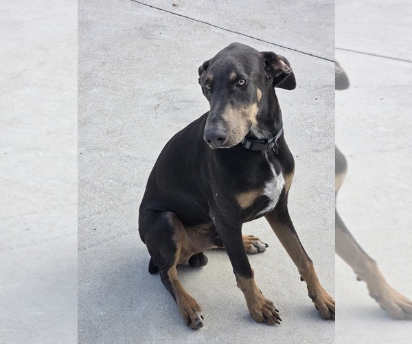 Medium Photo #1 Doberman Pinscher Puppy For Sale in BULVERDE, TX, USA
