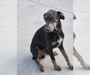 Doberman Pinscher Puppy for sale in BULVERDE, TX, USA
