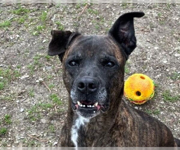 Medium Photo #2 Mountain Cur-Unknown Mix Puppy For Sale in Anniston, AL, USA