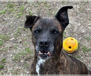 Dorothy - Female Mountain Cur-Unknown Mix Dog for Adoption - Photo #2