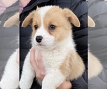 Small #7 Pembroke Welsh Corgi