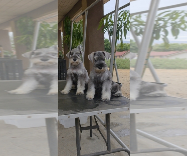 Medium Photo #16 Schnauzer (Miniature) Puppy For Sale in MORENO VALLEY, CA, USA