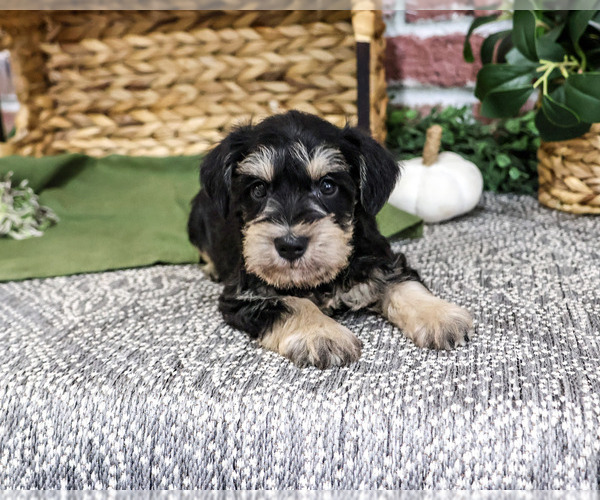 Medium Photo #4 Schnauzer (Miniature) Puppy For Sale in SYRACUSE, IN, USA