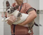 Small #1 Dachshund Mix