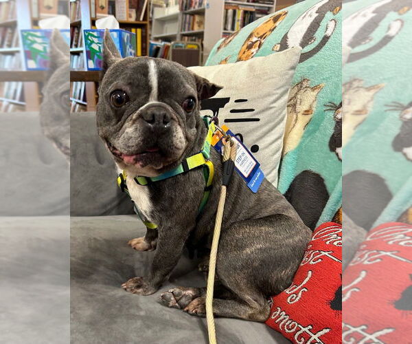 Medium Photo #1 French Bulldog Puppy For Sale in Portland, IN, USA