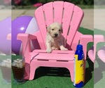 Small Photo #3 Goldendoodle Puppy For Sale in CLIMAX, NC, USA