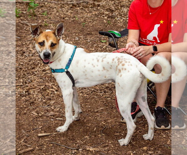 Medium Photo #22 Mutt Puppy For Sale in Canton, CT, USA