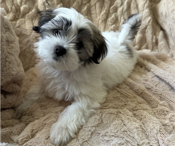 Medium Photo #1 Mal-Shi Puppy For Sale in ROGERS, MN, USA