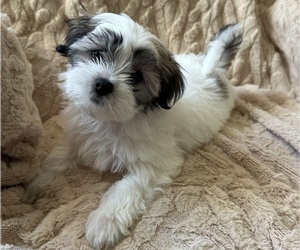 Mal-Shi Litter for sale in ROGERS, MN, USA