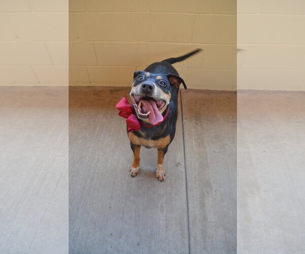 Medium Photo #2 Mutt Puppy For Sale in McKinney, TX, USA
