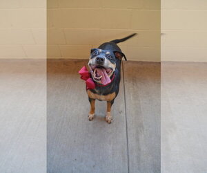 Mocha - Female Mutt Dog for Adoption - Photo #2