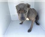 Small American Pit Bull Terrier