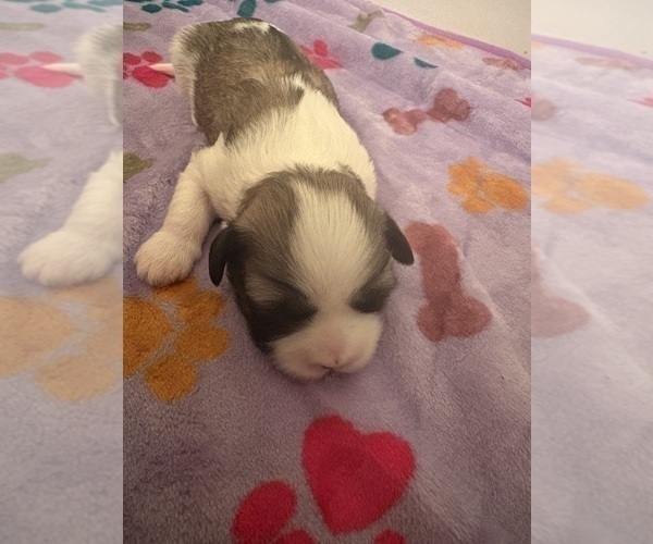 Medium Photo #4 Lhasa Apso Puppy For Sale in GIBSONTON, FL, USA