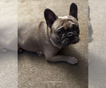 Small #1 French Bulldog
