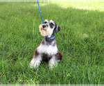 Small #4 Schnauzer (Miniature)