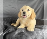 Small #3 Goldendoodle