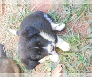 Labradoodle-Unknown Mix Puppy for sale in GILKEY, NC, USA