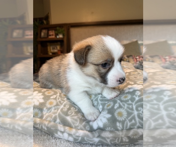 Medium Photo #14 Pembroke Welsh Corgi Puppy For Sale in GRAND RAPIDS, MI, USA