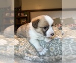 Small #13 Pembroke Welsh Corgi