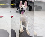 Small #1 German Shepherd Dog Mix