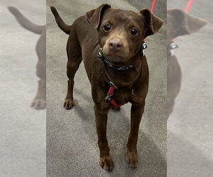 Chihuahua-Unknown Mix Dogs for adoption in Forestville, MD, USA