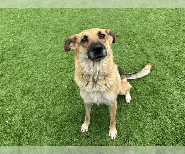 Medium Photo #1 German Shepherd Dog-Unknown Mix Puppy For Sale in Grand Prairie, TX, USA